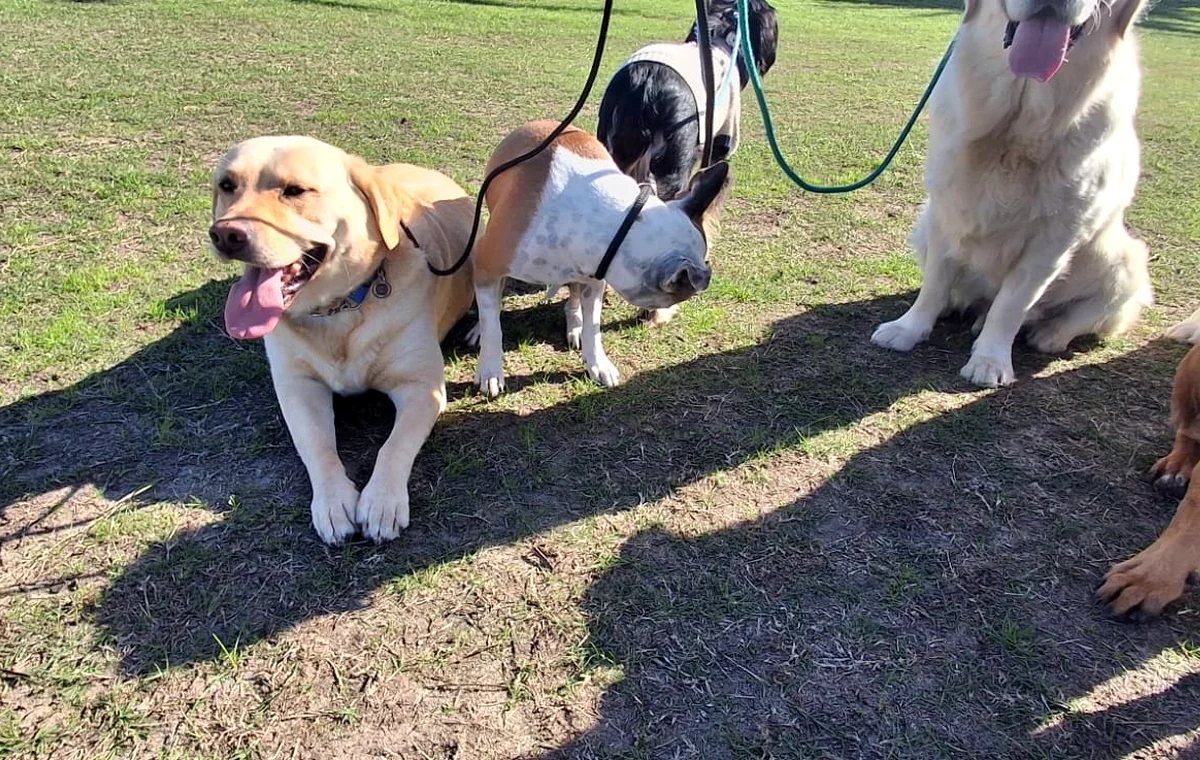 Pack walk at Milnerton Dog Den